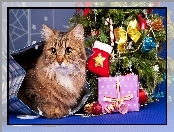Prezenty, Boże Narodzenie, Kot, Choinka
