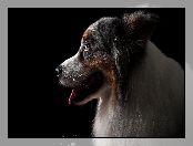Profil, Ciemne tło, Pies, Owczarek australijski