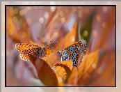 Tło, Przeplatka didyma, Dwa, Bokeh, Rozmyte, Motyle, Liście