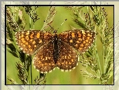 Motyl, Przeplatka atalia