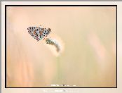Przeplatka didyma, Trawy, Motyl, Żdźbło