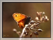 Owad, Przestrojnik, Motyl
