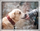 Przyjaciel, Labrador retriever, Ręka