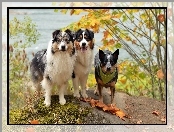 Owczarki australijske-australian shepherd, Australian cattle dog, Pieski, Trzy, Przyjaciele