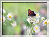 Przymiotno białe, Motyl, Czerwończyk nieparek