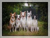 Pięć, Psów, Border collie, Psy