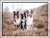 Psy, Owczarek australijski, Trzy, Border collie
