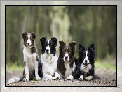 Psy, Alejka
, Cztery, Border collie