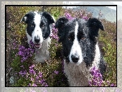 Psy, Kwiaty, Dwa, Border Collie