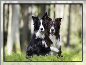 Psy, Las, Dwa, Border collie