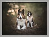 Psy, Szczeniak, Dwa, Border collie