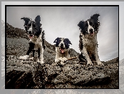 Psy, Skały, Trzy, Border collie