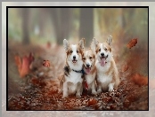 Psy, Liście, Trzy, Welsh corgi pembroke