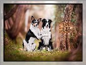 Psy, Border collie, Dwa, Kundelek