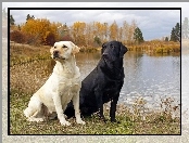 Dwa, Psy, Jezioro, Labradory