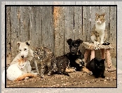 Psy, Koty, Dwa, Cztery