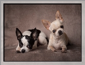 Psy, Chihuahua krótkowłosa, Dwa, Pieski