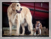 Psy, Golden Retriever, Dwa, Bokser