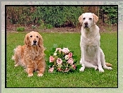 Golden retriever, Dwa, Róż, Bukiet, Psy, Labrador retriever