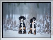 Psy, Zima, Dwa, Entlebucher