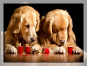 Psy, Kubeczki, Dwa, Golden retriever