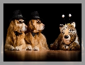 Psy, Maskotka, Dwa, Golden retriever