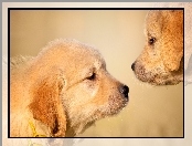 Psy, Szczeniaki, Dwa, Golden retriever