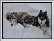 Psy, Zima, Siberian Husky, Śnieg