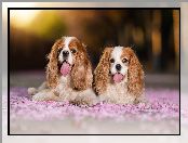 Wystawione, Cavalier king charles spaniel, Języki, Dwa, Psy