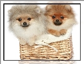 Koszyk, Pomeraniany, Psy, Szpice miniaturowe