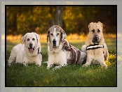 Psy, Mastif hiszpański, Trzy, Labrador retriever