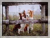 Ogrodzenie, Psy, Mgła, Poranek, Border Collie, Łąka