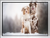 Psy, Śnieg, Dwa, Owczarki australijskie