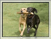 Przyjaciele, Psy, Łąka, Kij, Labrador Retriever, Zabawa