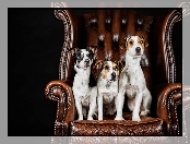 Psy, Fotel, Trzy, Jack Russell terrier