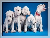 Białe, Pit Bull Terrier, Psy, Szczeniaki