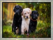 Psy, Labradory retrievery, Trzy, Szczeniaki