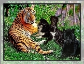 Tygrys, Psy, Pantera
