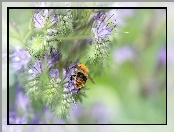 Pszczoła, Owad, Kwiaty, Facelia, Fioletowe