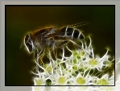 Grafika, Pszczoła, Kwiatki