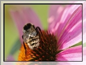 Jeżówka, Pszczoła, Kwiat