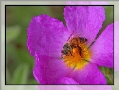 Kwiat, Pszczoła, Fioletowy