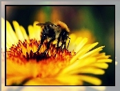 Kwiat, Pszczoła, Żółty