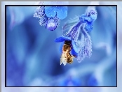 Kwiatki, Pszczoła, Niebieskie
