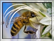 Kwiatowy, Pszczoła, Kielich