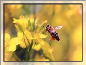 Kwiaty, Glistnik, Bokeh, Pszczoła