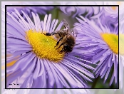 Kwiaty, Pszczoła, Fioletowe