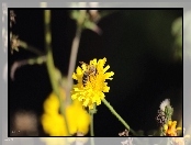 Lato, Pszczoła, Kwiat