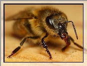 Pszczoła, Makro