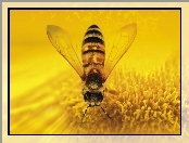 Makro, Pszczoła, Owad